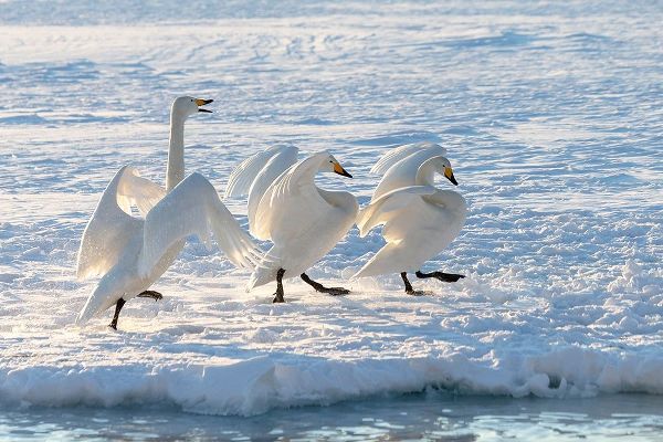 Goff, Ellen 아티스트의 Japan-Hokkaido A group of three whooper swans parade along the edge of the ice작품입니다.